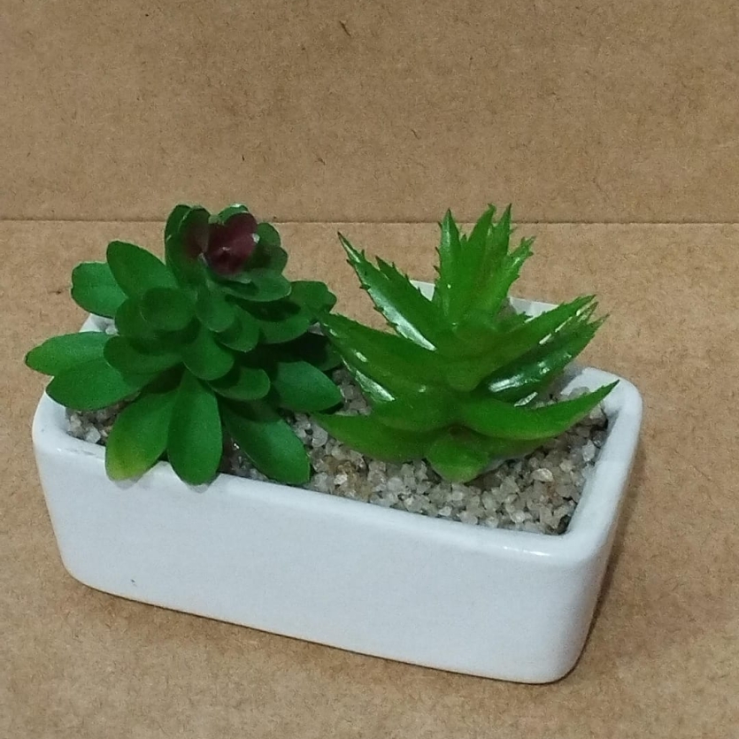 Suculenta de Cerâmica
