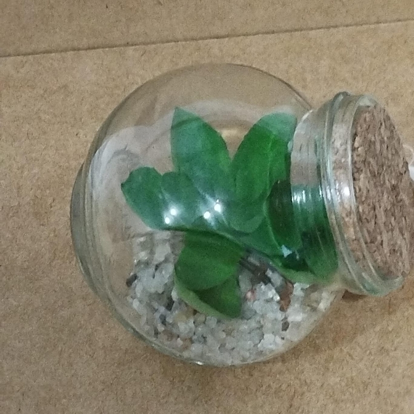Suculenta de Vidro